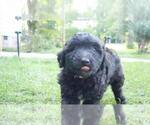 Small Photo #34 Aussiedoodle Puppy For Sale in CONWAY, SC, USA