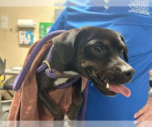 Beagle-Unknown Mix Dogs for adoption in Ocala, FL, USA