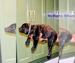 Small Photo #41 Presa Canario Puppy For Sale in PHILADELPHIA, PA, USA