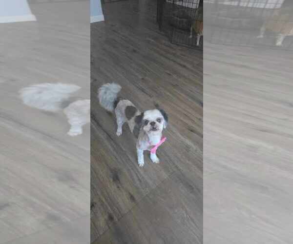Medium Photo #4 Shih Tzu Puppy For Sale in Tempe , AZ, USA