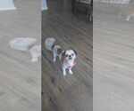 Small #3 Shih Tzu