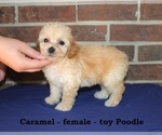 Small #1 Poodle (Toy)