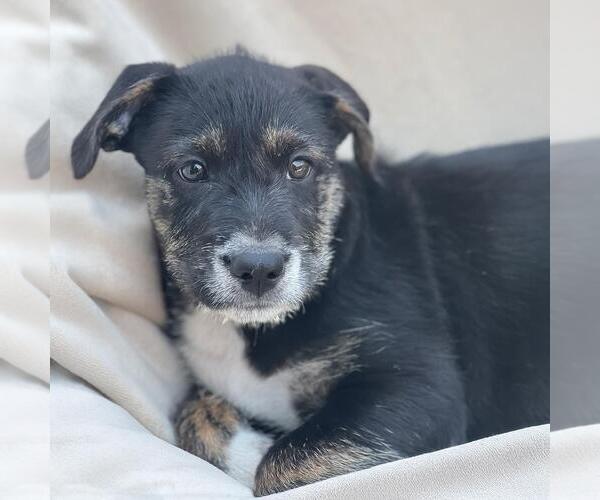 Medium Photo #2 Mutt Puppy For Sale in San Diego, CA, USA