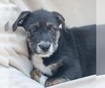 Small #1 Mutt
