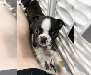 Medium Boston Terrier