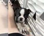 Puppy 1 Boston Terrier