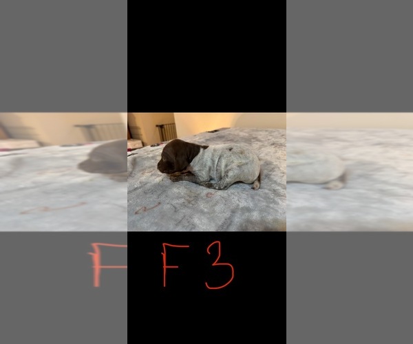 Medium Photo #1 German Shorthaired Pointer Puppy For Sale in FULTON, MO, USA