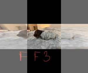 Medium German Shorthaired Pointer