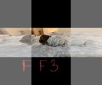 Puppy Female 3 German Shorthaired Pointer
