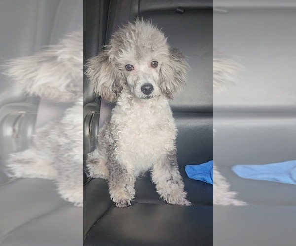 Medium Photo #4 Poodle (Toy) Puppy For Sale in INDIANAPOLIS, IN, USA