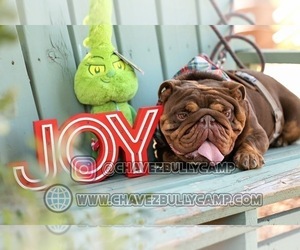 Father of the English Bulldog puppies born on 07/23/2025