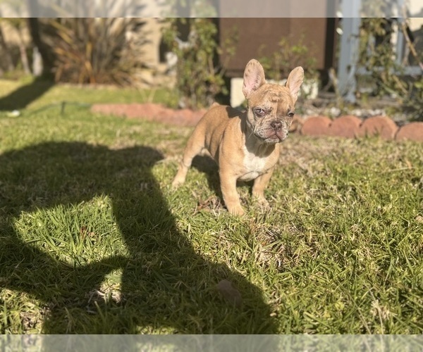 Medium Photo #3 French Bulldog Puppy For Sale in RANCHO CUCAMONGA, CA, USA