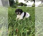 Small #1 Biewer Terrier