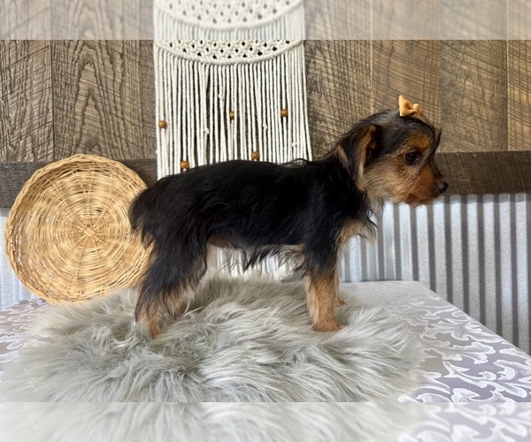 Medium Photo #8 Yorkshire Terrier Puppy For Sale in NAPPANEE, IN, USA