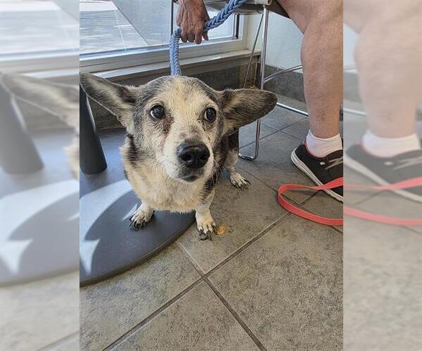 Medium Photo #2 Chihuahua-Unknown Mix Puppy For Sale in San Antonio, TX, USA