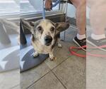 Small #1 Chihuahua Mix