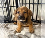Small #1 Labrador Retriever Mix