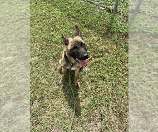 Medium Photo #1 Mutt Puppy For Sale in Abbeville, LA, USA