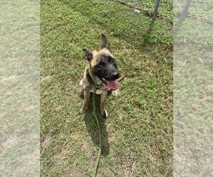 Mutt Dogs for adoption in Abbeville, LA, USA