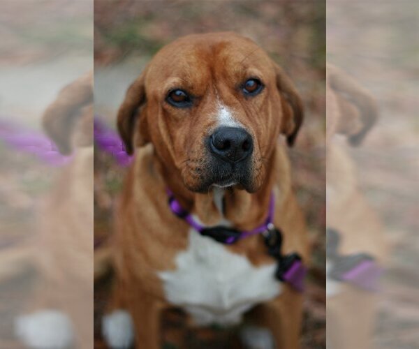 Medium Photo #6 Basset Hound-Redbone Coonhound Mix Puppy For Sale in Attalka, AL, USA
