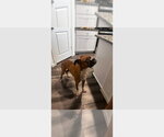 Small #3 Boxer