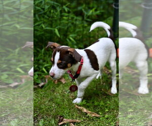 Wildflower Prairie *LOCAL* - Female Chihuahua-Unknown Mix Dog for Adoption - Photo #2