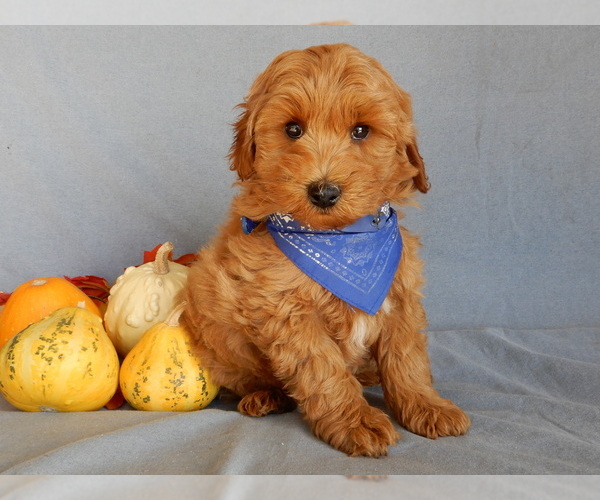 Medium Photo #5 Goldendoodle (Miniature) Puppy For Sale in MILLERSBURG, OH, USA