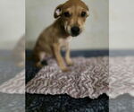 Small #1 Doberman Pinscher-Labrador Retriever Mix