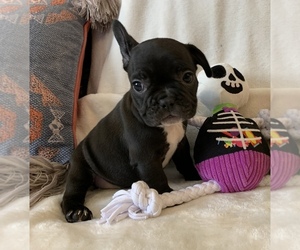 French Bulldog Puppy for sale in JOHNS ISLAND, SC, USA