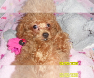 Poodle (Toy) Puppy for sale in DULUTH, GA, USA