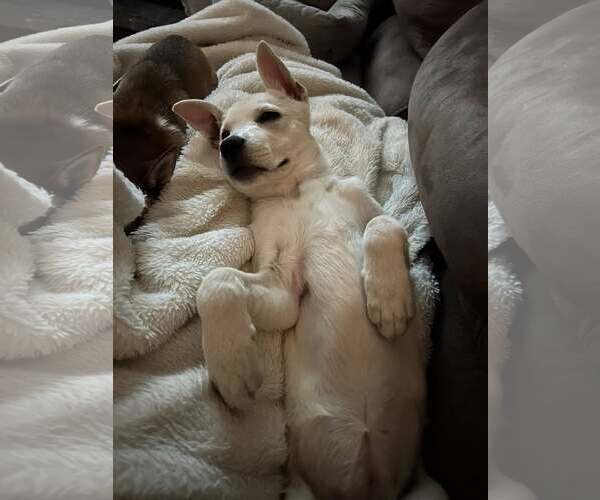 Medium Photo #3 Mutt Puppy For Sale in Woodbury, NY, USA