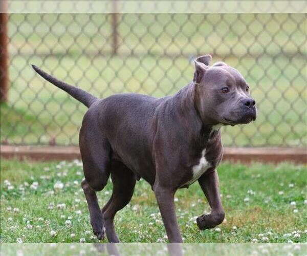 Medium Photo #1 Mutt Puppy For Sale in Grovetown, GA, USA