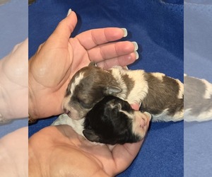 Poodle (Toy) Puppy for sale in DYERSBURG, TN, USA