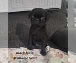 Puppy Blue Collar Pug