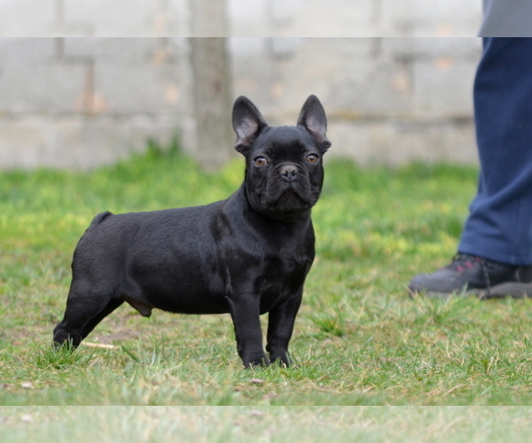 Medium Photo #9 French Bulldog Puppy For Sale in Kiskoros, Bacs-Kiskun, Hungary