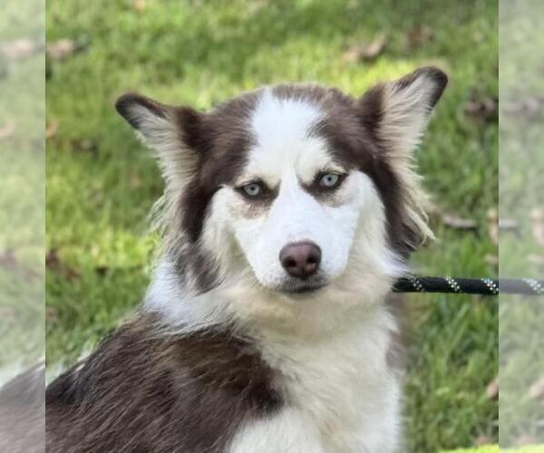 Medium Photo #5 Siberian Husky-Unknown Mix Puppy For Sale in Yardley, PA, USA