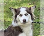 Small #4 Siberian Husky Mix