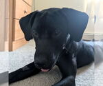 Small #4 Labrador Retriever Mix
