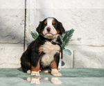 Small #2 Bernese Mountain Dog