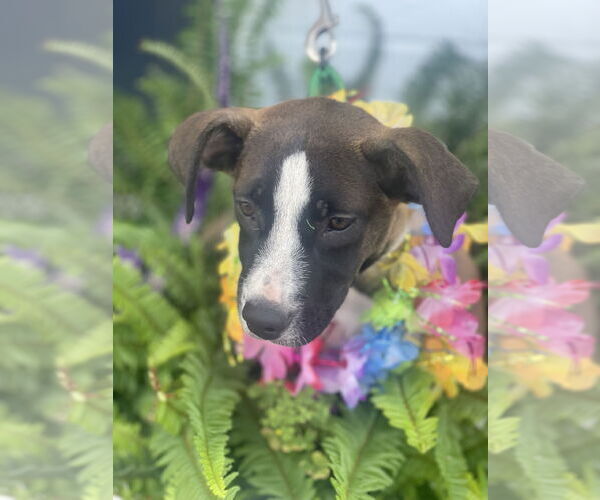 Medium Photo #11 Mutt Puppy For Sale in Mount Laurel, NJ, USA