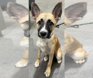 German Shepherd Dog-Unknown Mix Dogs for adoption in Forestville, MD, USA