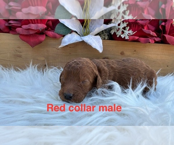 Medium Photo #3 Goldendoodle (Miniature) Puppy For Sale in CHULA VISTA, CA, USA