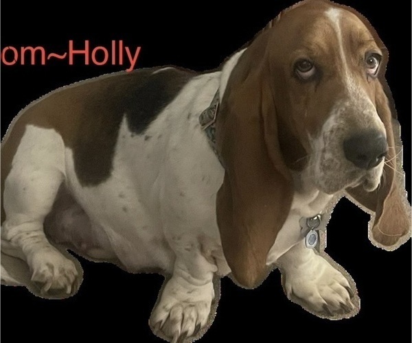 Medium Photo #1 Basset Hound Puppy For Sale in OKMULGEE, OK, USA