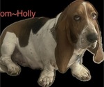 Small Photo #1 Basset Hound Puppy For Sale in OKMULGEE, OK, USA