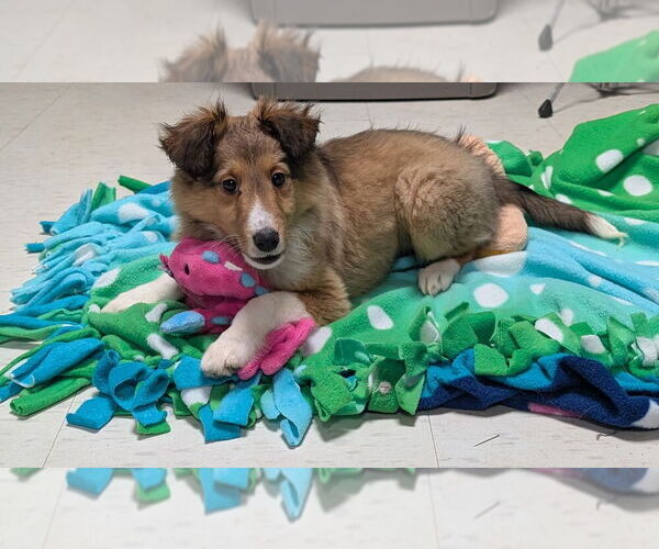 Medium Photo #1 Mutt Puppy For Sale in Caldwell, NJ, USA