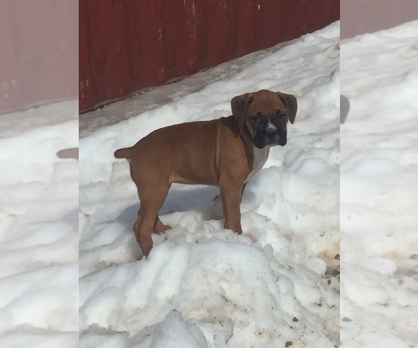 Medium Photo #7 Boxer Puppy For Sale in AFTON, WY, USA