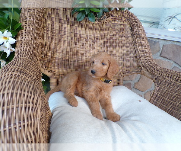 Medium Photo #3 Goldendoodle Puppy For Sale in SUGARCREEK, OH, USA