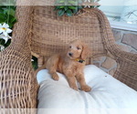 Small #2 Goldendoodle