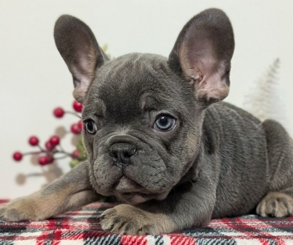 Medium Photo #12 French Bulldog Puppy For Sale in GOSHEN, IN, USA