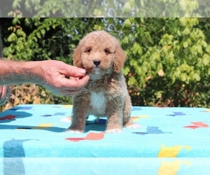 Goldendoodle (Miniature) Puppy for sale in DYERSBURG, TN, USA